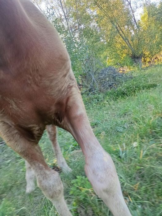 Продам лошицю, 5 місяці, спокійна, ручна