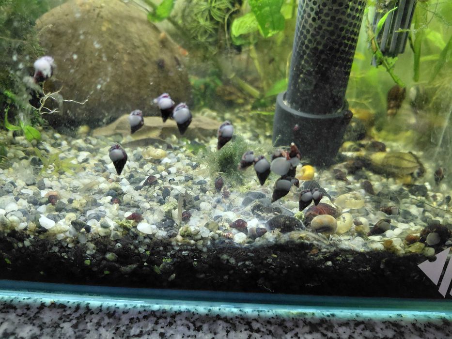 Caracol tylomelania Faunus