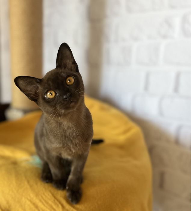 Соболина дівчинка бурма