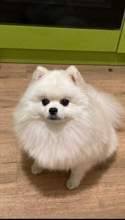 В'язка Шпіц (стандарт)