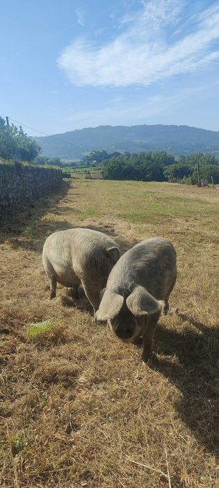 Porcos Bísaros, 2 anos, criação biológica ao ar livre — 400€ (unidade) / 700€ (as duas) — Santo Tirso
