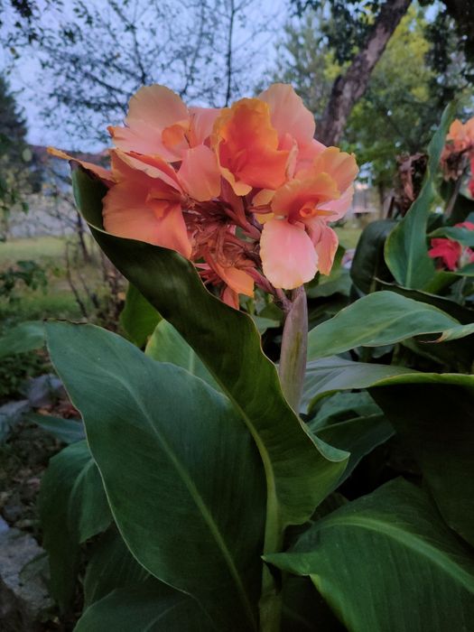 Kanna Canna Paciorecznik 'South Pacific Orange' 

Skoro Twój paciorecz