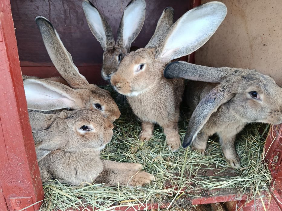 Króliki olbrzym belgijski