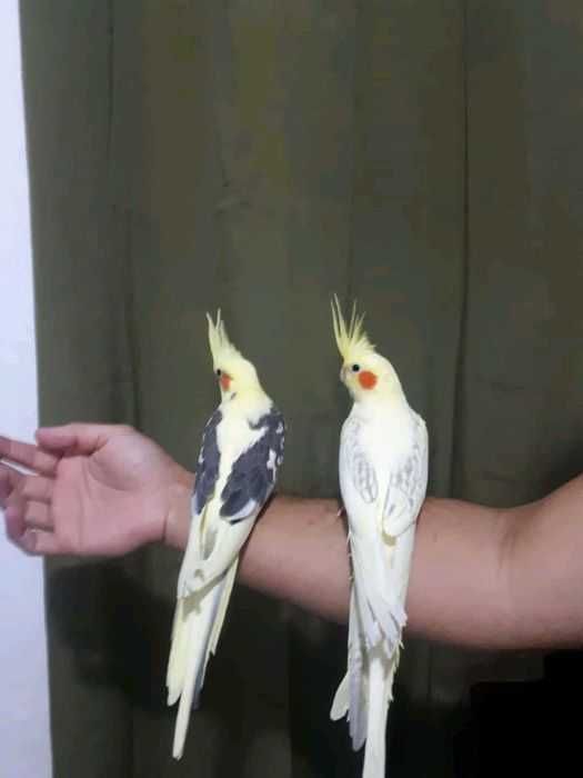 Papagaio Ringneck Bebê/Selvagem