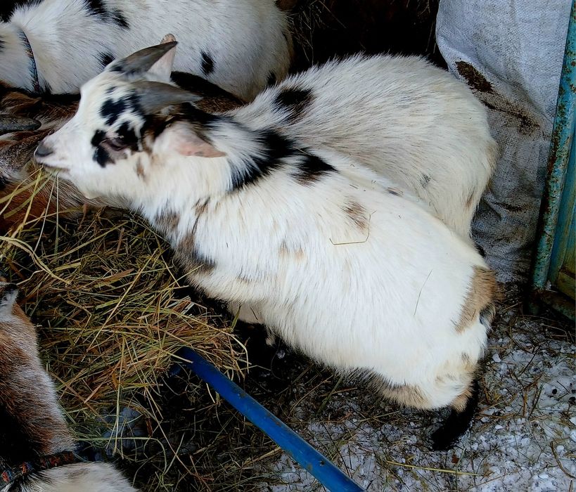 Камерунский козлик 31.07.25г