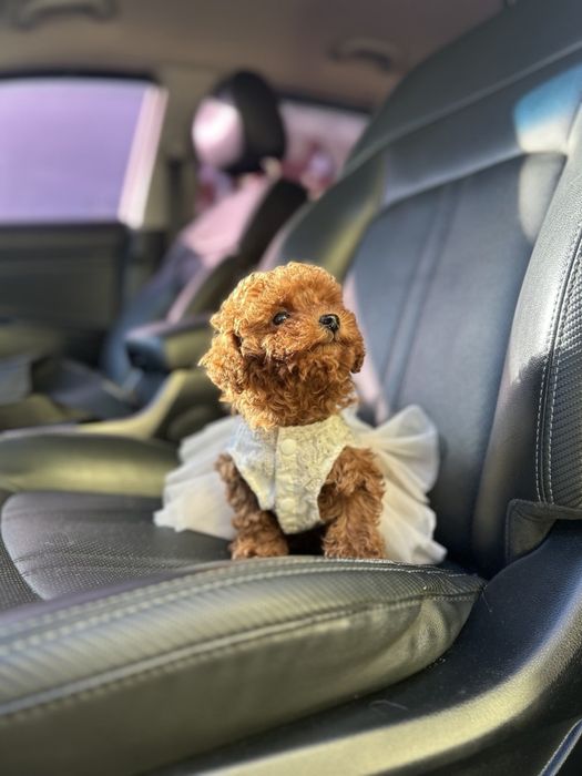 Чарівна дівчинка той пудель міні