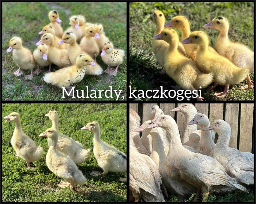 ‼️Kaczki, perliczki, kurczaki redbro, rossa, gołoszyjki ‼️