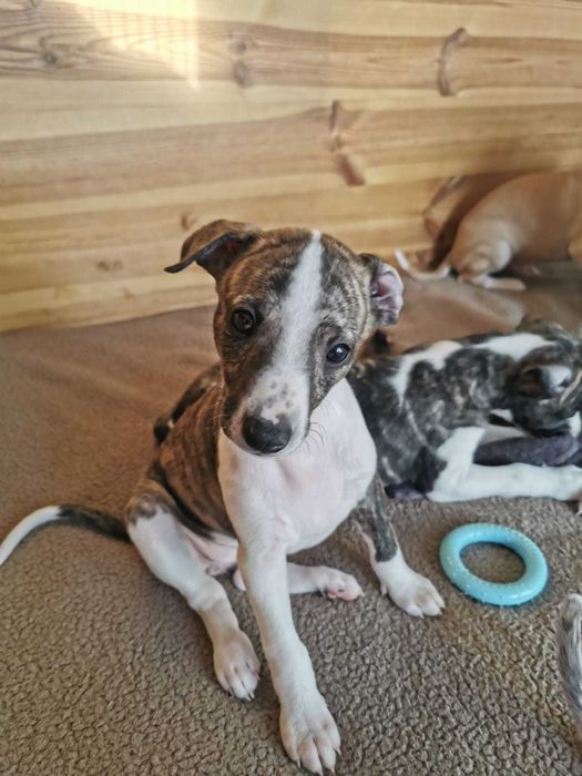 szczenięta Whippet - suczka