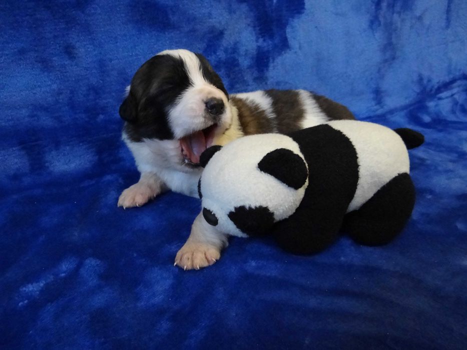 Pies stróżujący Moskiewski pies Nie Kangal Bernardyn Owczarek Kaukaz