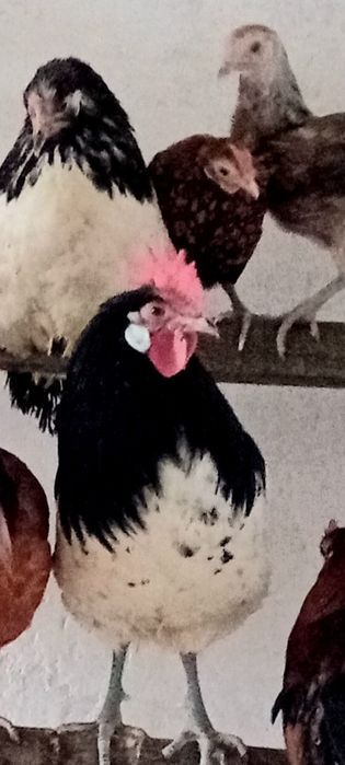 Lakenfelder koguty i kury