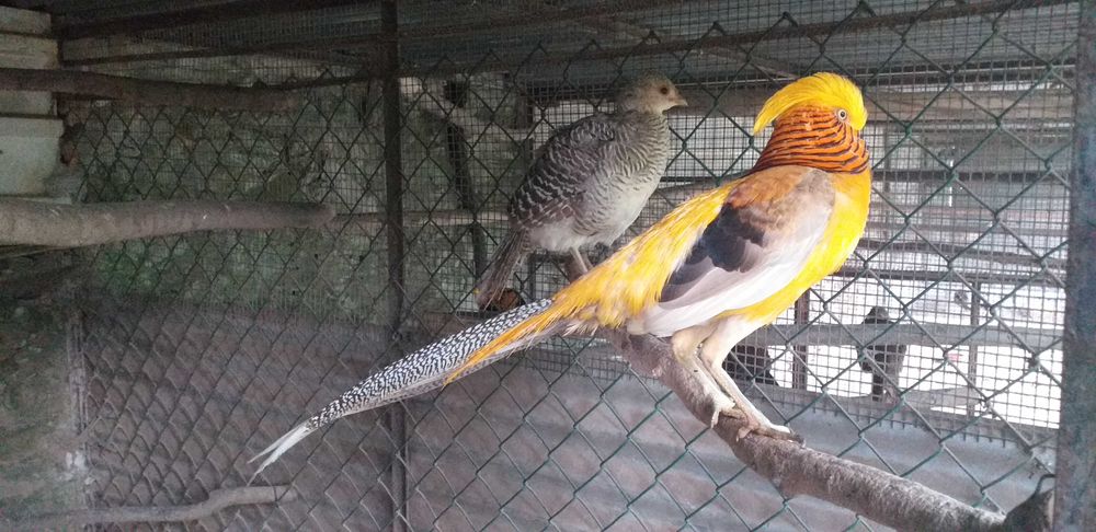 Faisões Gigi de 2025