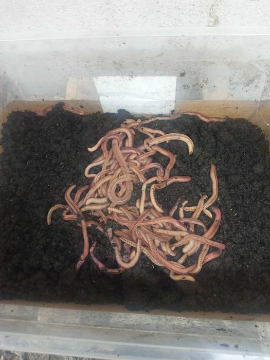 Продам червь дэндробэна вэнэтта
