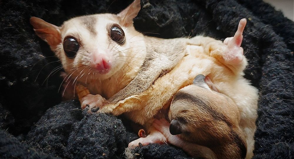 Lotopakanka, lotopałanki, sugar glider. Samiczka