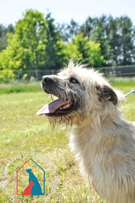 PIĘKNA, radosna, towarzyska Sara czeka na dom 6 lat - adoptuj Sarunię!