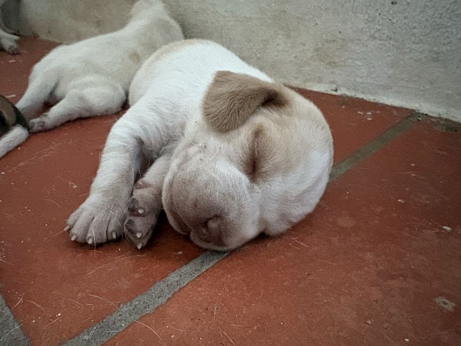Cachorros de raça pachon navarro crusados
