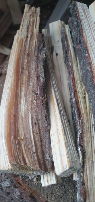 Prawdziwa Szczypa żywiczna, smolak, łuczyna, rozpałka