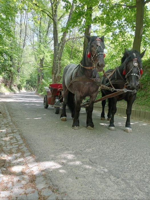 Sprzedam klacz 2.5roku