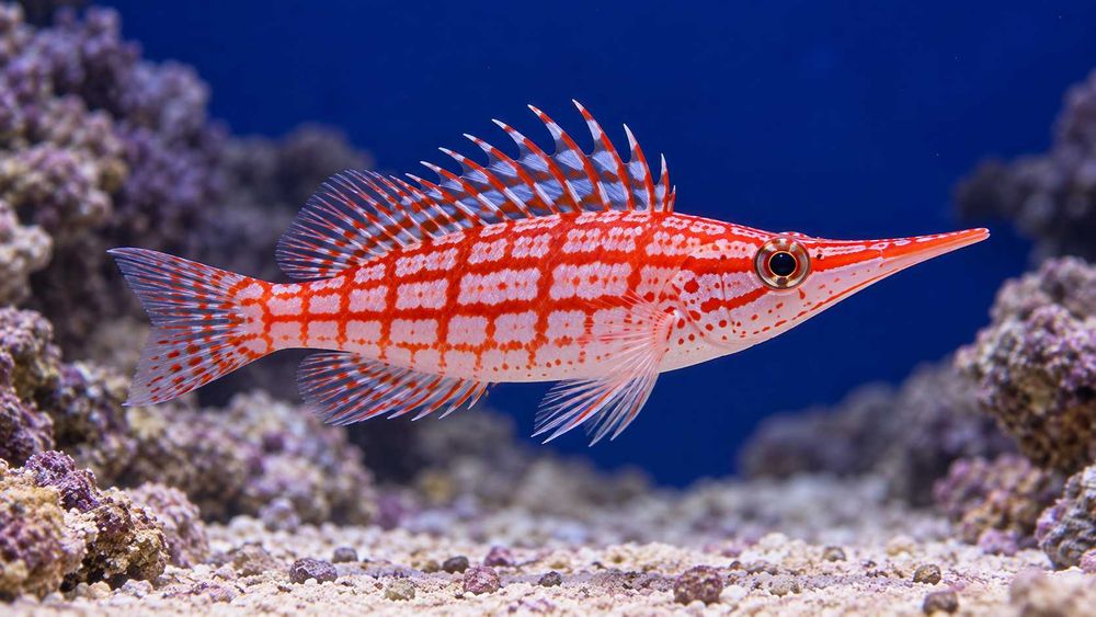 Ryba Żagiewka długonosa (Longnose Hawkfish) M – średnia ok 4-5cm Akwarium Morskie FLUOLAMPS.PL WYSYLKI