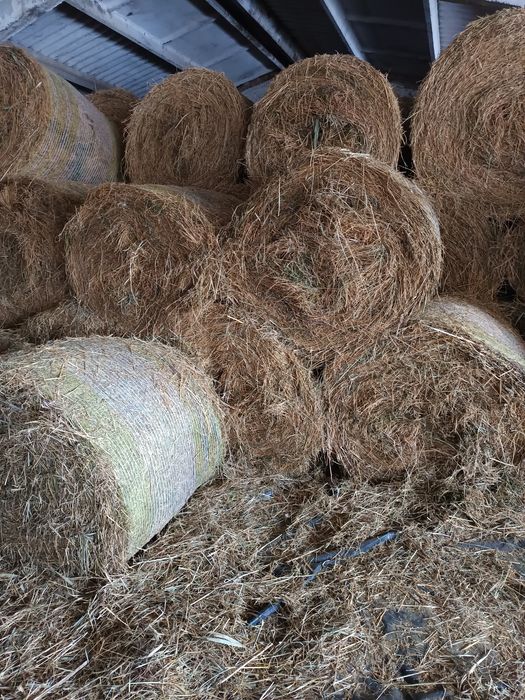 Продам сіно берегове. Тюковане. Тюки круглі, Ціна 1500 грн. за тюк.