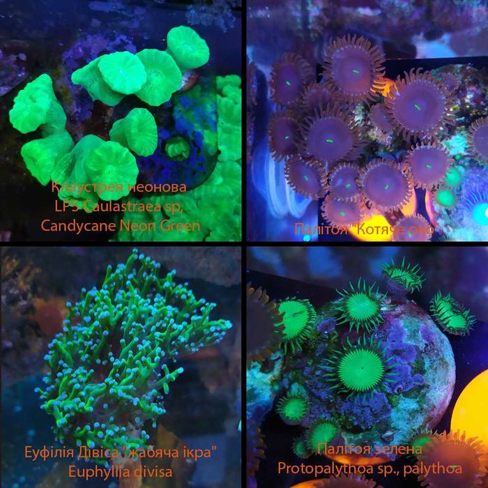 Корали в морський акваріум: Soft, LPS, SPS