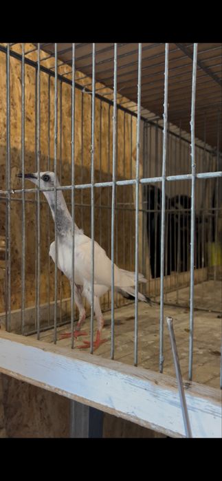 srebrniaki perłowe sroka lowicka