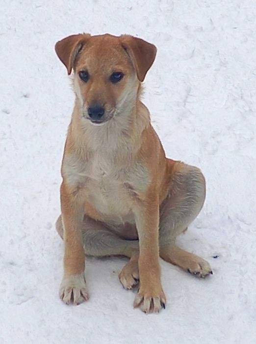 Do adopcji dwie rude, urodziwe suczki