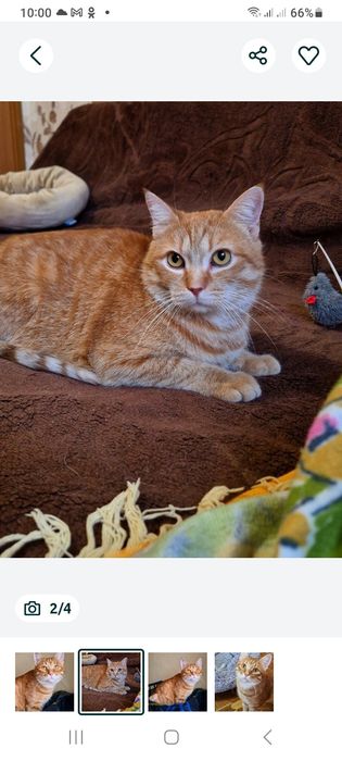 Харьков! Отдаётся котик ответственным хозяевам