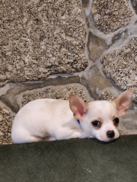 Chihuahua muito fofo