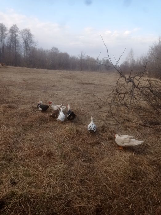 Індокачки великі