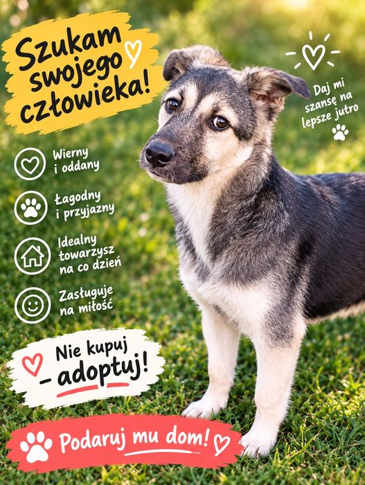 Pyza 5 miesięczna suczka szczeniak szuka domu