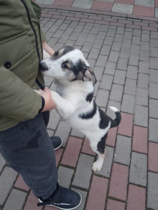 Доброго дня.Віддам в добрі руки,хлопчик,2 міс.Одна умова-не на ланцюг!