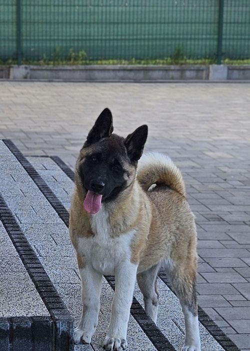 Akita Amerykańska Suczka