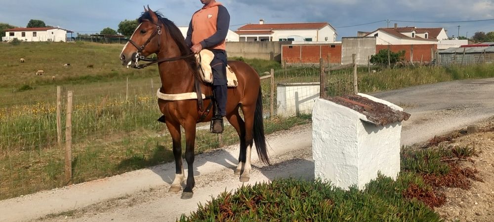 Cavalo castrado bem montado muito mansinho