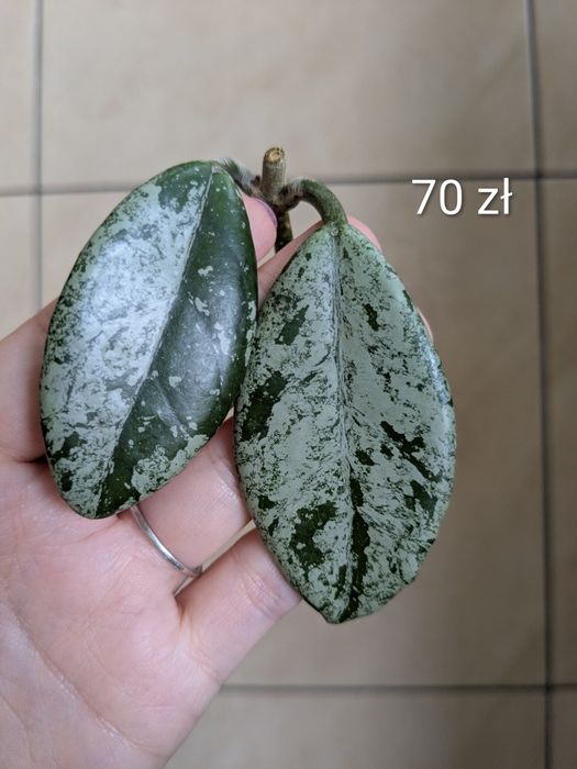 Hoja hoya wilbur graves