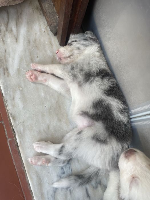 Cadela border collie