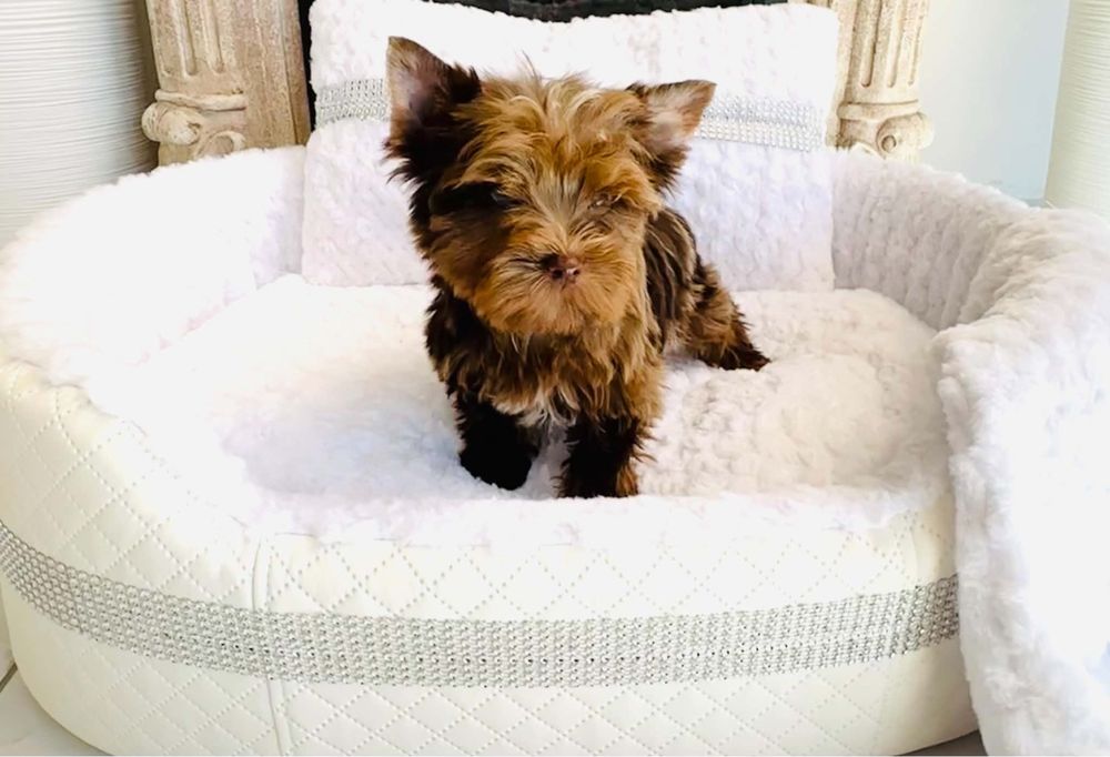 York shire terrier choco merle piesek