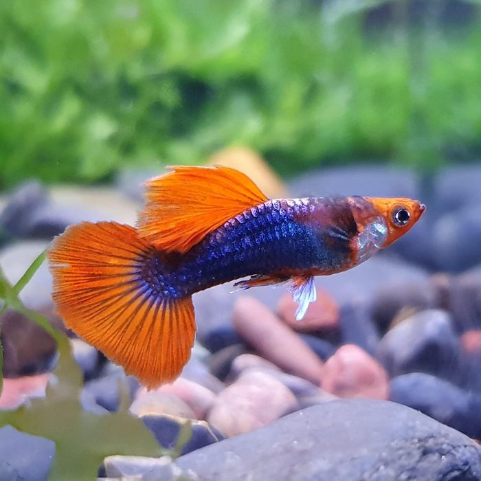 Sprzedam gupiki koi tuxedo