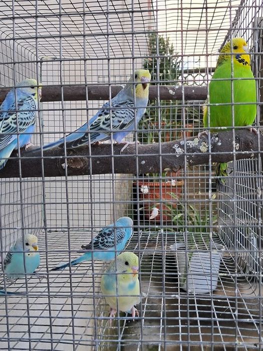 Piriquitos Australianos