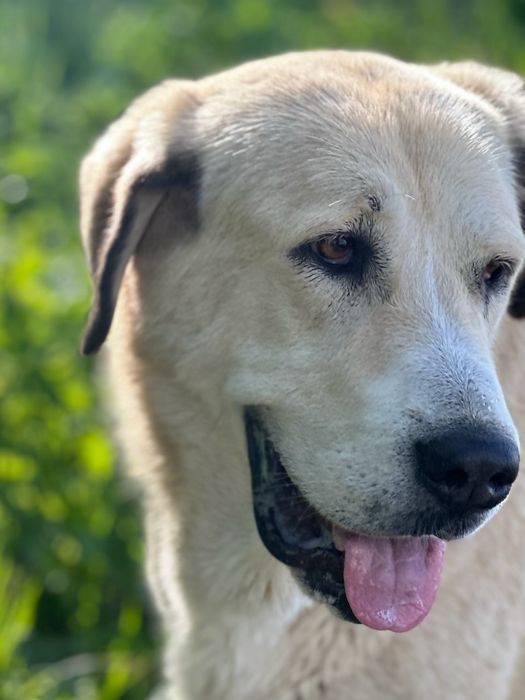 Nanga suczka, owczarek środkowoazjatycki do adopcji
