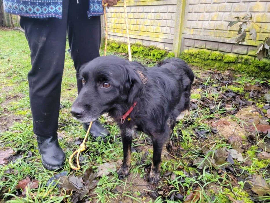 Łagodny Disel w typie mini-flat coated retrievera szuka domu !!