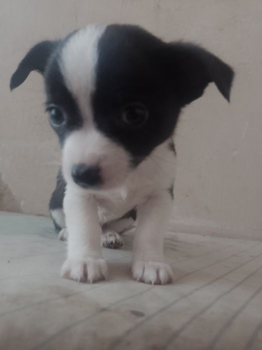 Продам 4 щенят у добрі руки,чихуашки, зовсім маленькі (2 місяці)