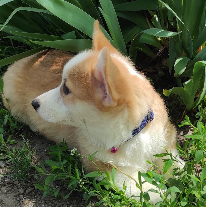 Красень коргі хлопчик.