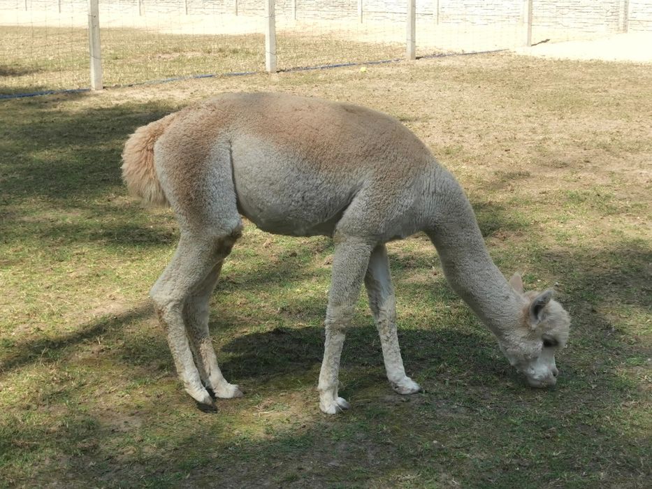 Alpaka alpaki  samiec