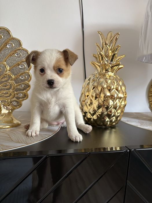 Jack russel terrier