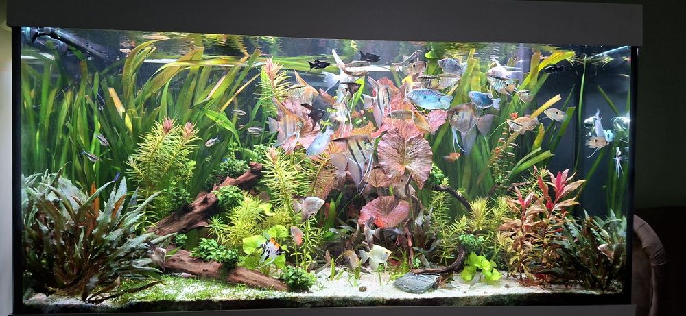 Akwarium juwel 350 l rio + 2x belka helialux + co2