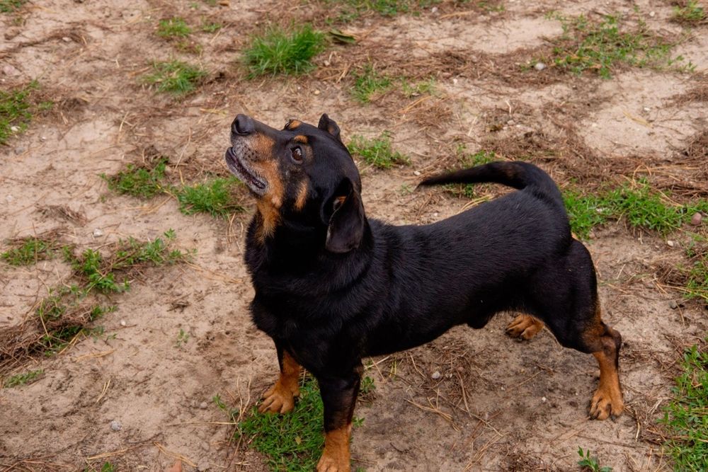 Tobi szuka domu stalego