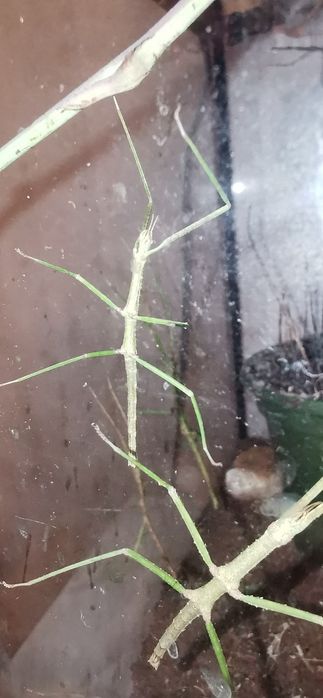 PILNE Patyczaki patyczak za darmo oddam