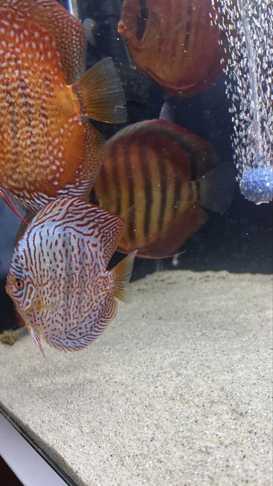 Paletka Dyskowiec Turkus