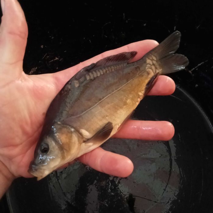 Karp Amur Karaś Lin Jesiotr Koi Narybek Ryby do stawu !