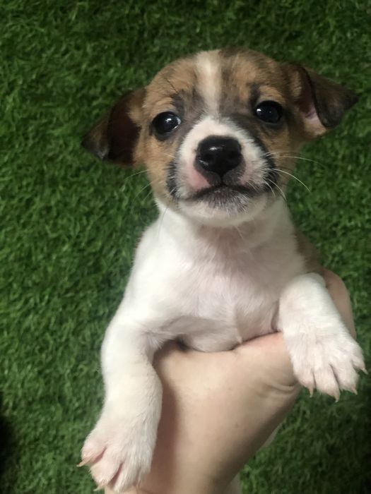 Щенки Джекі рассел терер ( пес патрон )